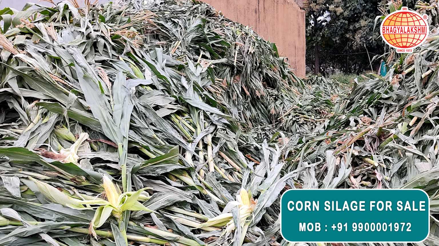 Corn Silage Suppliers in Bangalore | Corn Silage for Sale  |  Corn Silage, Baby Corn Silage manufacturers, suppliers & exporters in Bangalore | corn silage for sale in bangalore |  Sri Bhagyalakshmi Farms Corn Silage Bangalore| Silage Balers | Animal Feed Manufacturers | Production of Silage |Cattle feed manufacturers & suppliers - SBL Farms is solving the biggest fodder crisis in India, by supplying Silage bales, Bailing machines to dairy farmers, Cooperatives, Animal Husbandry | Best Cattle Feed Manufacturers & Silage Suppliers in India | Indias Best Baled Silage Producers